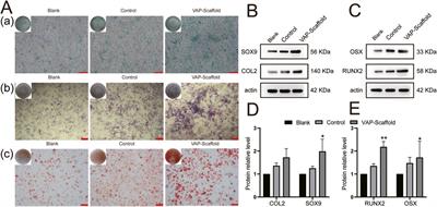 Application of polydopamine-modified triphasic PLA/PCL-PLGA/Mg(OH)2-velvet antler polypeptides scaffold loaded with fibrocartilage stem cells for the repair of osteochondral defects